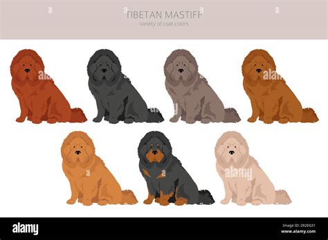 Tibetan mastiff clipart. Different poses, coat colors set. Vector illustration Stock Vector ...