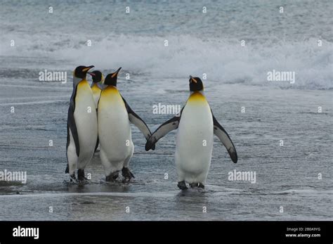 SOUTH GEORGIA ISLAND, GOLD HARBOUR, KING PENGUINS ON BEACH Stock Photo ...