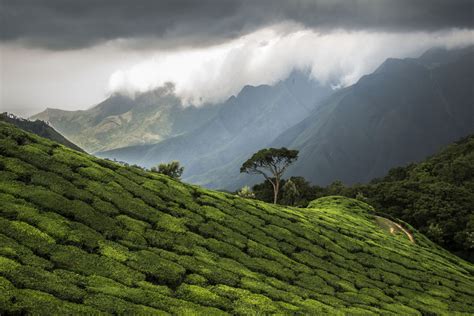 Wallpaper : tea, kerala, munnar, plantations, mahemanickphotography 7360x4912 - - 958566 - HD ...