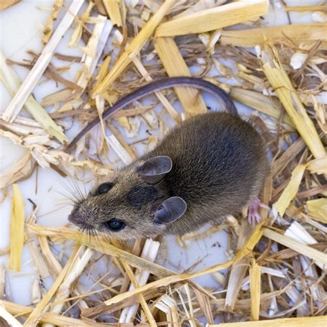 Maryland Biodiversity Project - White-footed Mouse (Peromyscus leucopus)