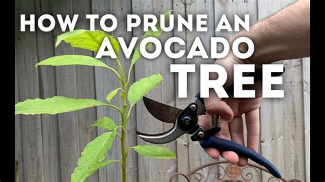 Avocado Tree Care Perth | Home and Garden Reference