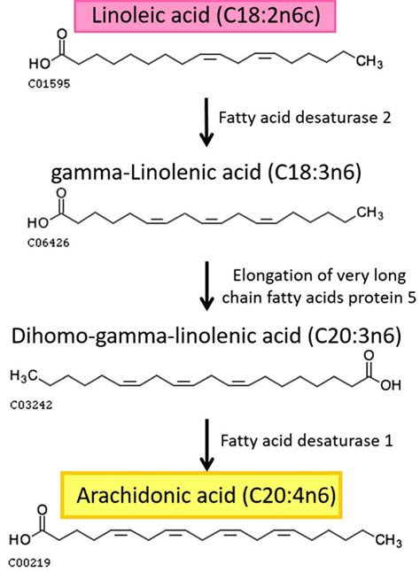 Arachidonic acid review, foods, function, metabolism, benefits & side ...