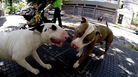 Bull terrier VS Pitbull fight - YouTube