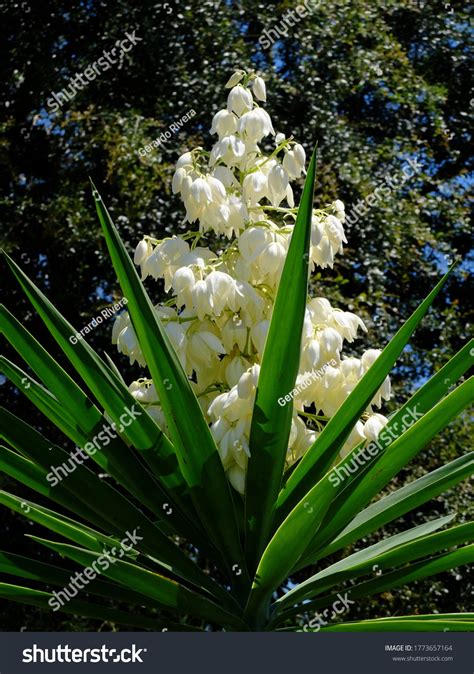 28 Flor De Izote Images, Stock Photos & Vectors | Shutterstock