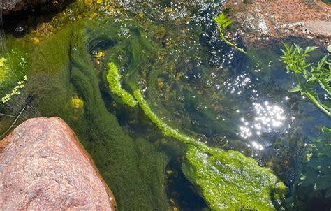 Koi Pond Algae - What is it and how to treat it. | Colorado Pond Pros