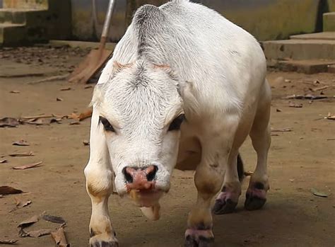 Thousands Break Lockdown To See Dwarf Cow Believed To Be Shortest In ...