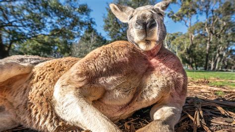 This Buff Kangaroo Might Put Bodybuilders to Shame