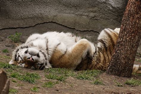 Detroit Zoo Tiger Sleeping | Detroit Zoo Tiger Sleeping | Flickr