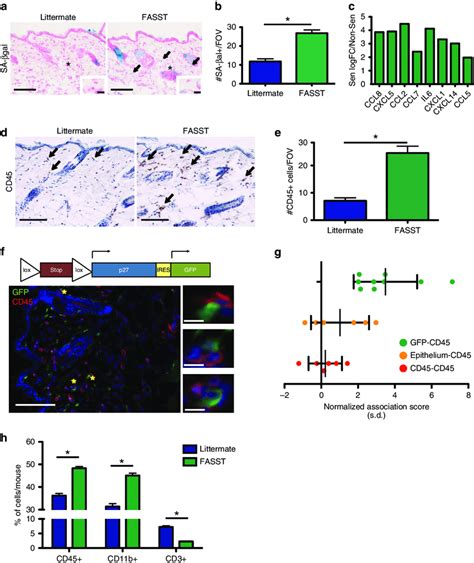 | Senescent stromal cells induce local inflammation. (a) Senescence ...