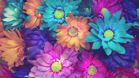 flowers, colorful, petals HD Wallpaper