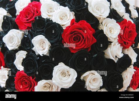 A bouquet of red white and black roses put on display at the Flowers 2007 exhibition in Moscow ...