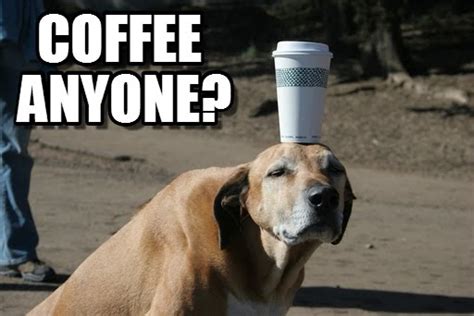 Adorable and Funny Animal Coffee Memes (Friday Frivolity) - Munofore