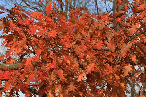 Oak Trees for Fall Foliage