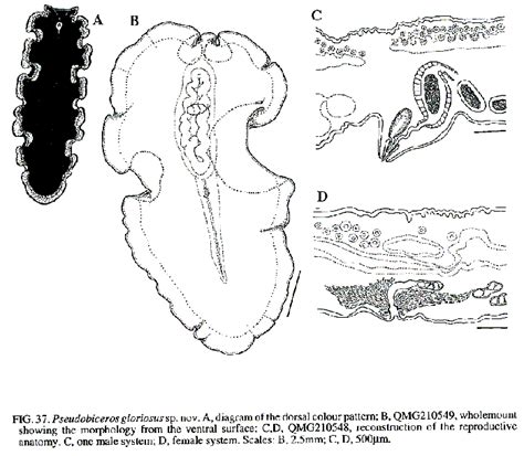 WoRMS - World Register of Marine Species