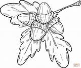 Acorns With Oak Leaves coloring page  Free Printable Coloring Pages sketch template