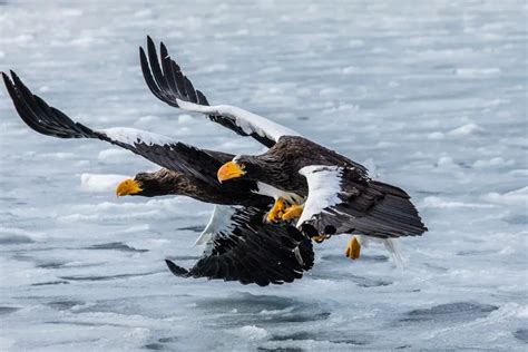 Kuril Lake Kamchatka - Attractions in The Kingdom of Bears