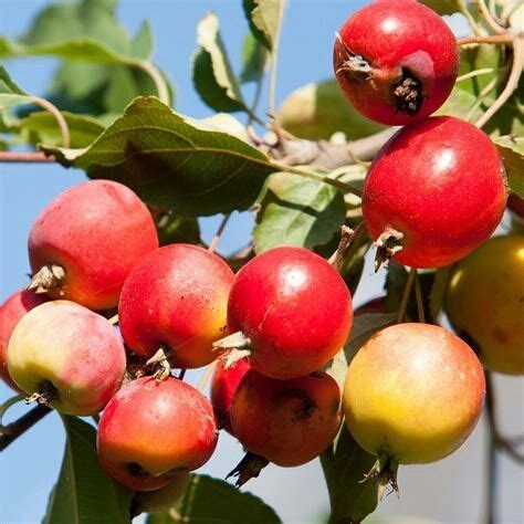 Crab apple | Crabapple tree, Crab apple, Apple fruit