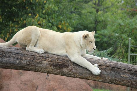 Albino Lioness by InfiniteWarlock on DeviantArt