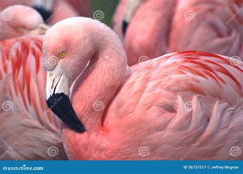 Chilean Flammingo stock image. Image of wild, colorful - 36737517