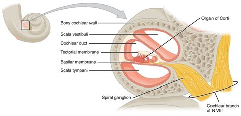 Cochlear Hair Cells Model