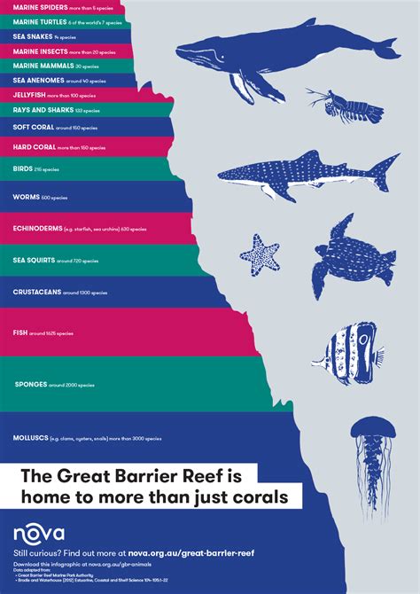 Infographic: Animals of the Great Barrier Reef Marine Turtle, Marine Life, Under The Sea ...