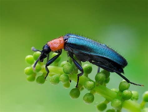 Iridescent blue beetle (50mm lens with 12mm+20mm+36mm extension tubes @ f/11): Macro and Still ...