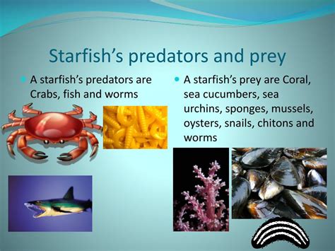 PPT - Starfish PowerPoint Presentation, free download - ID:2276930