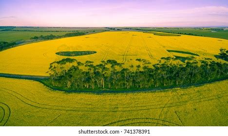 Aerial Panoramic View Canola Field Sunset Stock Photo 741378391 | Shutterstock