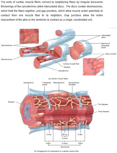 Desmosomes In Cardiac Muscle