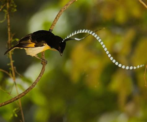 Photo by @TimLaman. A King-of-Saxony Bird-of-Paradise male bounces on ...