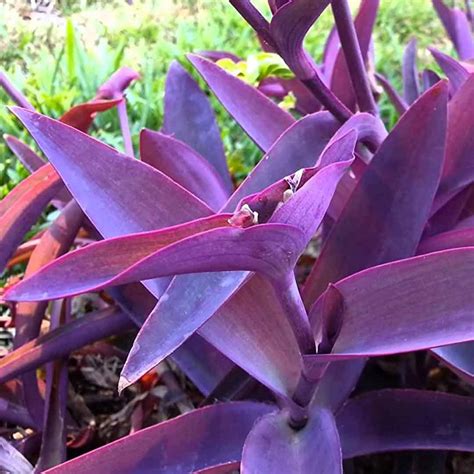 Purple Heart (Tradescantia pallida) Plant - Santhi Online Plants Nursery