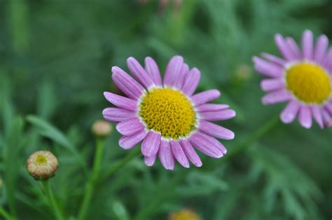 Flowers of Malaysia