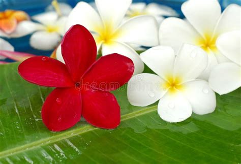 Tropical Lei Frangipani Flower Stock Photo - Image of flowering, botanical: 13778948