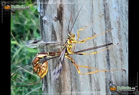 Giant Ichneumon Wasp - Long-tailed