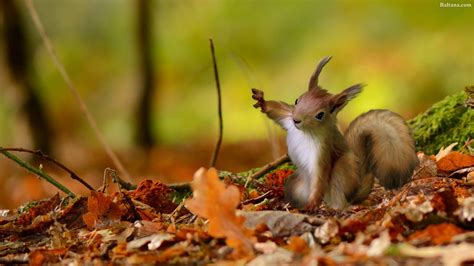 Fall Wallpaper With Squirrel