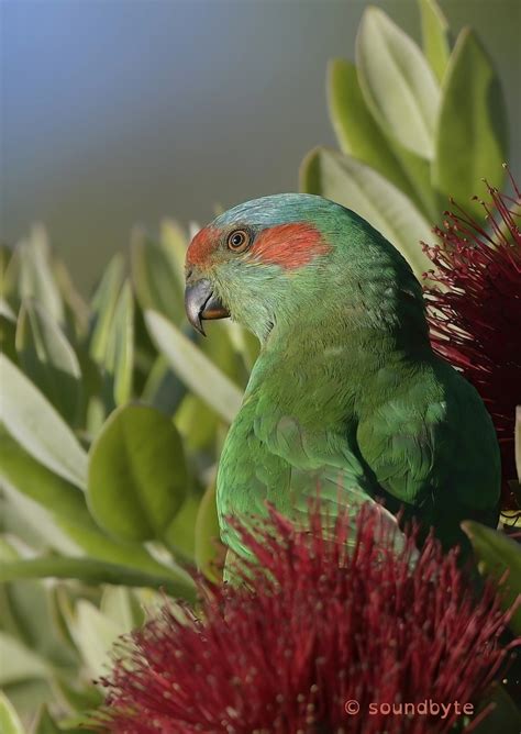 Musk Lorikeet 050121 | Backcountry Gallery Photography Forums