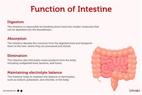 Digestive System Small Intestine Function
