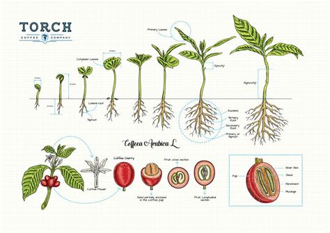 Grow And Roast Your Own Coffee: An Essential Guide For Coffee-Lovers ...