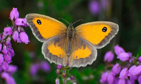 Gatekeeper | Butterfly Conservation