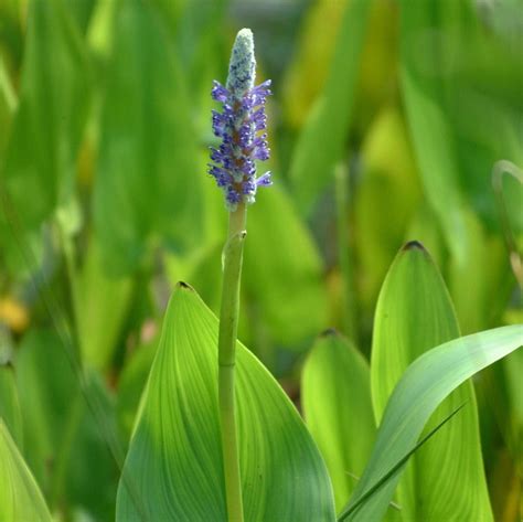 Freshwater Marsh | Virginia Institute of Marine Science