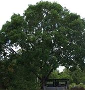 Mahogany: African Mahogany Tree