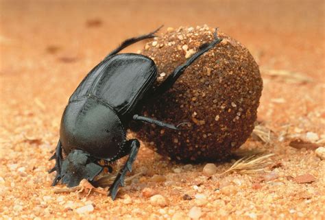 Dung Rollers – Rock Stars of the Dung Beetle World | Dung Beetle Ecosystem Engineers