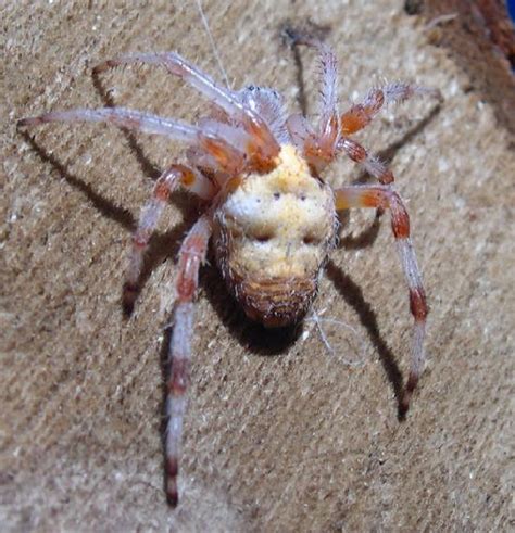 Yellowish-White Orb Weaver Spider | The Backyard Arthropod Project