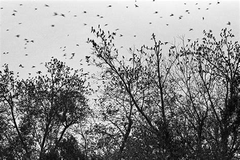 Swarming Birds at Dusk (2012) | Flocks of diverse black bird… | Flickr ...