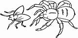 Free Printable Spider Coloring Pages For Kids sketch template