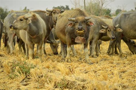 Buffalo Herd Gather on Dry Fields Stock Image - Image of bufallo, explore: 203552035