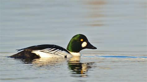 Goldeneye | Flickr