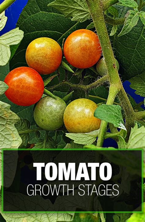 Tomato Growth Stages? — Review of All the Growing Stages