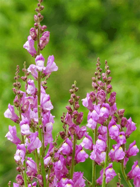 Snapdragon Flowers: 18 Types (Plus Their Meaning & Care)