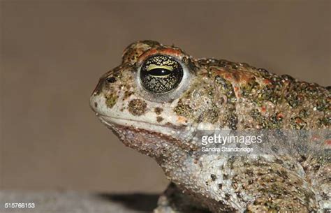 13 Natterjack Toad Uk Stock Photos, High-Res Pictures, and Images - Getty Images